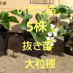 いちご苗、大粒種、5株．抜き苗、家庭菜園