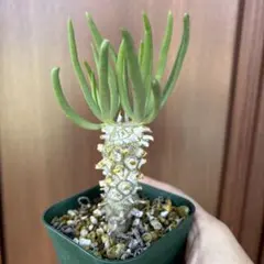 2025年最新】チレコドン ワリチーの人気アイテム - メルカリ