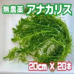 無農薬 アナカリス 20cm 20本入りのサムネイル