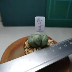 コノフィツム　ルイザエ　３頭　抜き苗