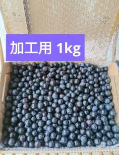 ジャム用　ブルーベリー　1kg　農薬不使用　愛媛県産　農家直送のサムネイル
