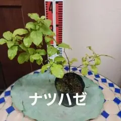 ブルセラ コパリフェラ - メルカリ