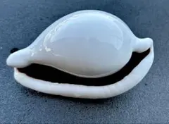 ウミウサギ　(Ovula ovum-1758) 8.08cm