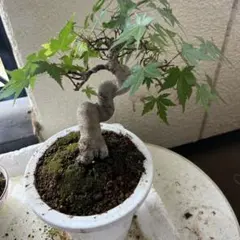 もみじ盆栽のサムネイル