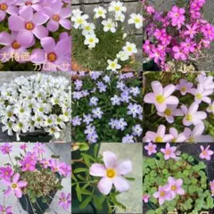 ☆ラスト1個☆豪華セット☆お買得☆オキザリス　全9種各2個セットのサムネイル