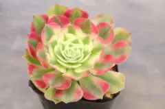 53#多肉植物アエオニウム錦❤️ 海仙❤️1大頭 2子芽11cm拨き苗 53#多肉植物アエオニウム錦❤️ 海仙❤️1大頭 2子芽11cm拨き苗 - メルカリ