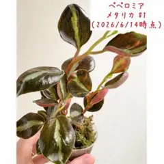 ペペロミア メタリカ 斑入り - メルカリ