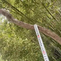 ハ*ル様 タケノコ(ネマガリダケ、姫竹)皮むき機【手動・丸洗い可