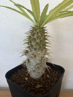 パキポディウム アンボンゲンセ 国内実生 良型 塊根植物