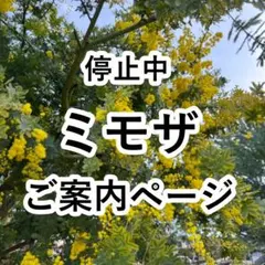 【ご案内ページ】銀葉アカシア（ミモザ）