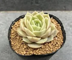 おらいさん ちょこん ミックスベリア 多肉植物 - メルカリ