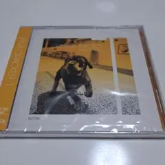 GLOBE TOKOKO JAM CRACKER 1