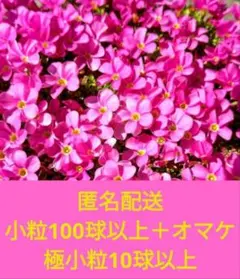 らんちゅう様 リクエスト 2点 まとめ商品
