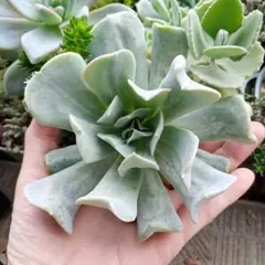 多肉植物^o^  トップシーダビー　超大苗！ 多肉植物^o^ トップシーダビー 超大苗！ - メルカリ