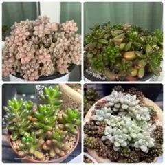 多肉植物セット　虹の玉　レッドベリー　姫秋麗