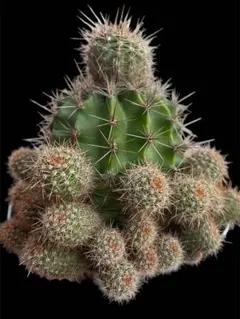 2025年最新】エキノプシス・オキシゴナの人気アイテム - メルカリ