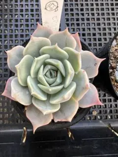 青空様 リクエスト 3点 まとめ商品