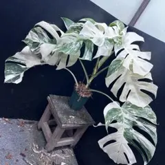 2026年最新】ホワイトタイガー モンステラの人気アイテム - メルカリ