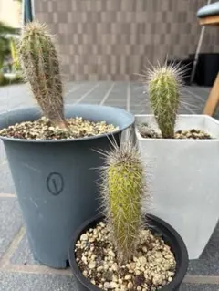 多肉植物 硫黄団扇 ナナ - メルカリ