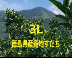 徳島県産露地すだち 3L1キロ入り朝収穫発送します - メルカリ