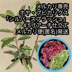 メルカリ便】珍！ホシクサsp.キンバリーナロー 1株 直径6cm - メルカリ