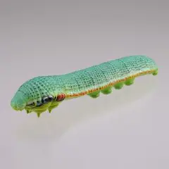 2026年最新】ツマベニチョウの人気アイテム - メルカリ