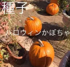 モンちゃん園芸様 リクエスト 3点 まとめ商品