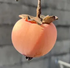 渋柿　無農薬、化学肥料不使用　購入後収穫