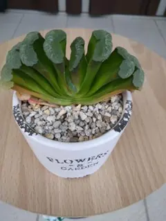 みーな様 リクエスト 2点 まとめ商品