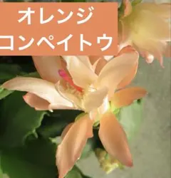 10カット‼️シャコバサボテン　オレンジコンペイトウ　 デンマークカクタスのサムネイル