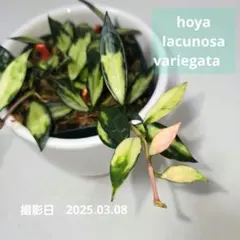 maruo_miniplants様 リクエスト 2点 まとめ商品