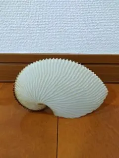 【24時間以内発送】アオイガイ 貝殻 新潟県 日本海海岸 約12cm