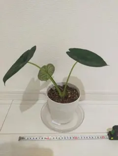 いちご様 リクエスト 2点 まとめ商品