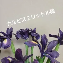 カルピス ドリンクサーバー用シロップ - メルカリ
