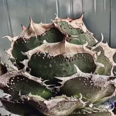 2025年最新】蚩尤 アガベの人気アイテム - メルカリ