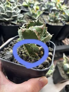 2025年最新】Cok アガベの人気アイテム - メルカリ