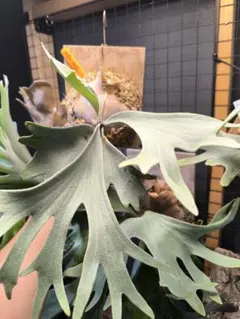 Platycerium Grande 大株ビカクシダ グランデ コルク付け - メルカリ