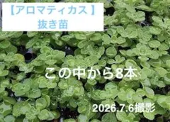 アロマティカス 抜き苗　8本のサムネイル