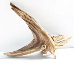 Item thumbnail for item e5556dbb-7f01-4fd8-99d8-bca73072292e