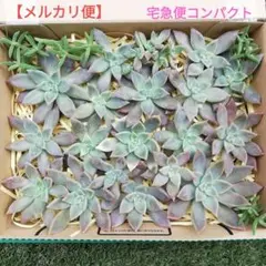 《莓様 専用》　①パラグアイエンセラベンダーフォーム✧　詰め合わせ