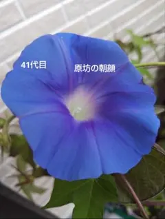 原坊の朝顔のサムネイル