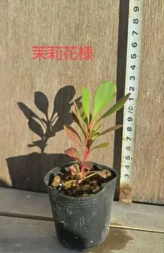 茉莉花様専用　キングプロテア、コンパクタ苗計２本　プロテア　シナロイデス