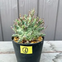 ほ*く様 L262 塊根植物 ユーフォルビア デセプタ 木質化 球状 極上・実生 ほ*く様 L262 塊根植物 ユーフォルビア デセプタ 木質化 球状 極上