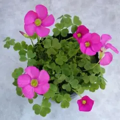 【sp.Fluorescence】Oxalis 球根 ③のサムネイル