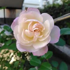 ニンファ　四季咲木立性　ER 挿し木用 挿し穂３本のサムネイル