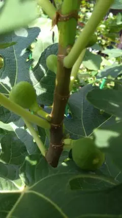 2026年最新】イチジク苗の人気アイテム - メルカリ