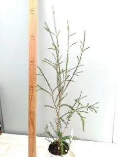 ジュラシックツリー 絶滅危惧種 高さ80cm以上 ジュラシックツリー 絶滅危惧種 高さ80cm以上 - メルカリ