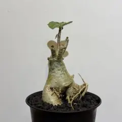 アデニウム Black Sheep 黒花 開花中・蕾 塊根植物 5号 約45cm アデニウム Black Sheep 黒花 開花中・蕾 塊根植物 5号 約45cm - メルカリ