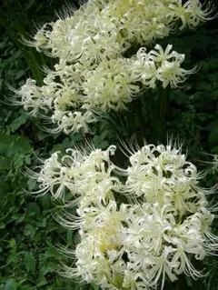 sanpinjia様 リクエスト 4点 まとめ商品