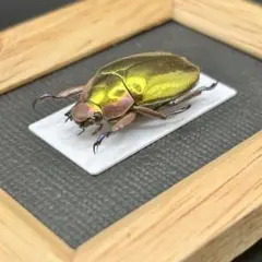 クワガタ レジン封入標本 ババオウゴンオニ - メルカリ
